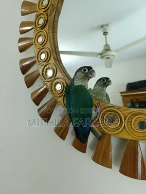 Single Factor Violet Blue Conure Fully Tame for Sale