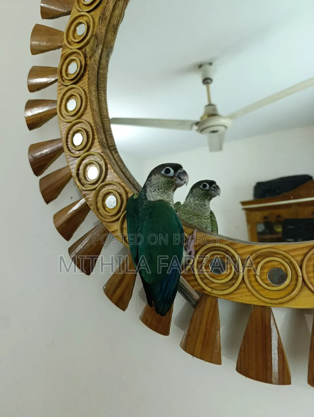 Single Factor Violet Blue Conure Fully Tame for Sale