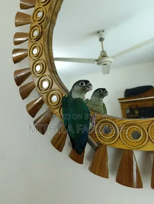 Single Factor Violet Blue Conure Fully Tame for Sale
