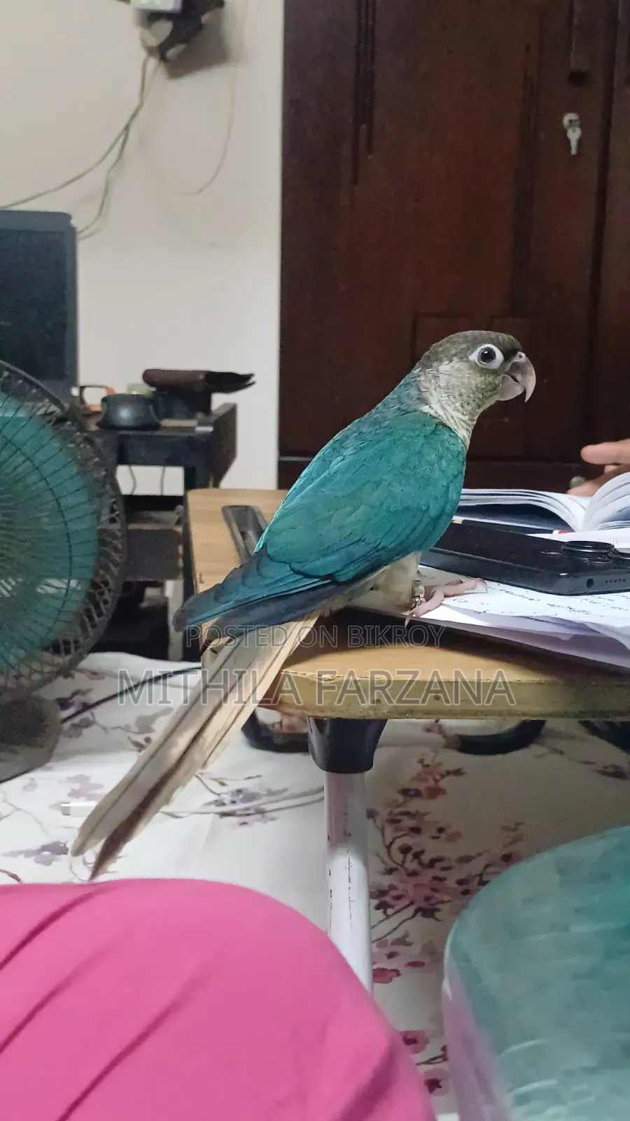 Single Factor Violet Blue Conure Fully Tame for Sale