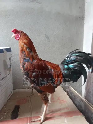 Cross Chicken