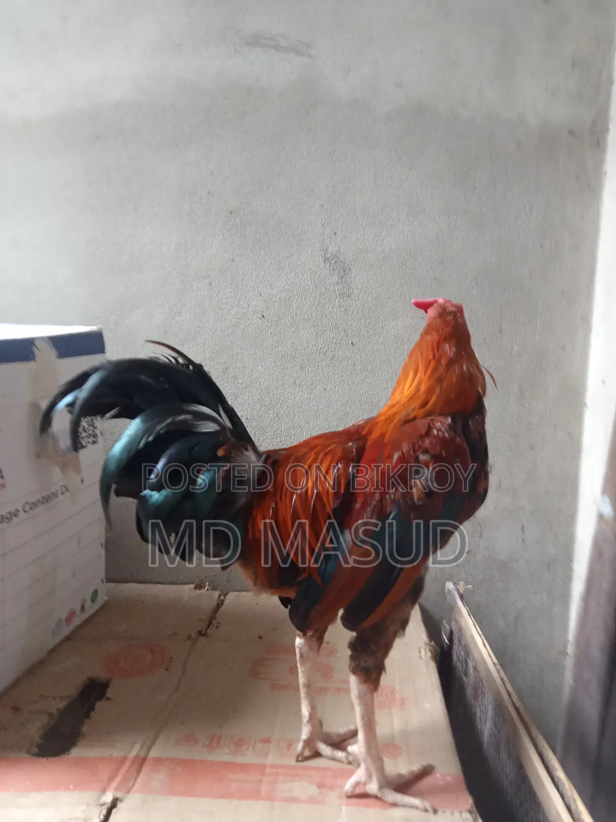 Cross Chicken