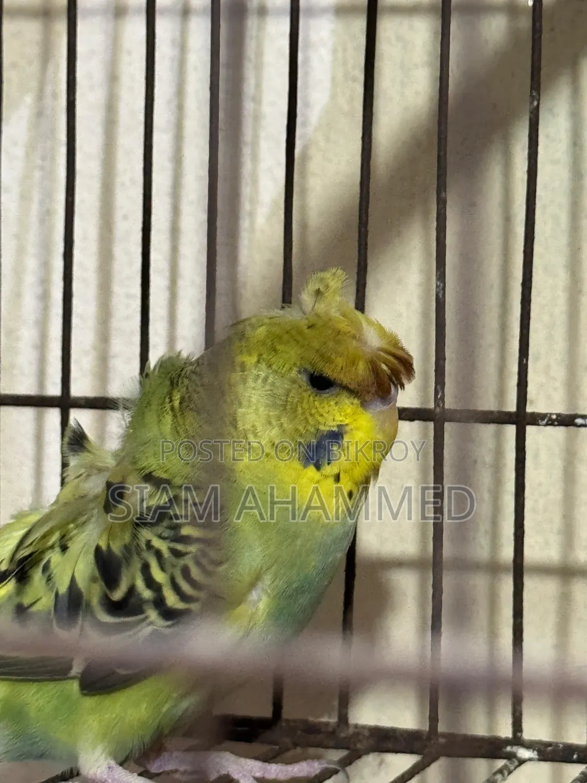 Jp Female Budgies