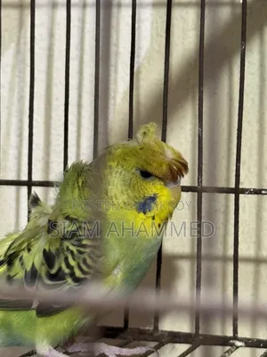 Jp Female Budgies