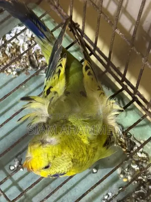 Jp Female Budgies
