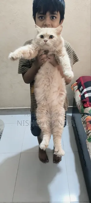 1+ year Male Purebred Persian