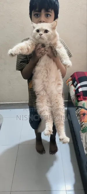 1+ Year Male Purebred Persian