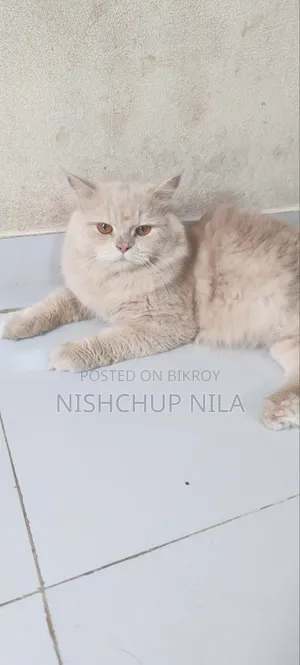 1+ Year Male Purebred Persian