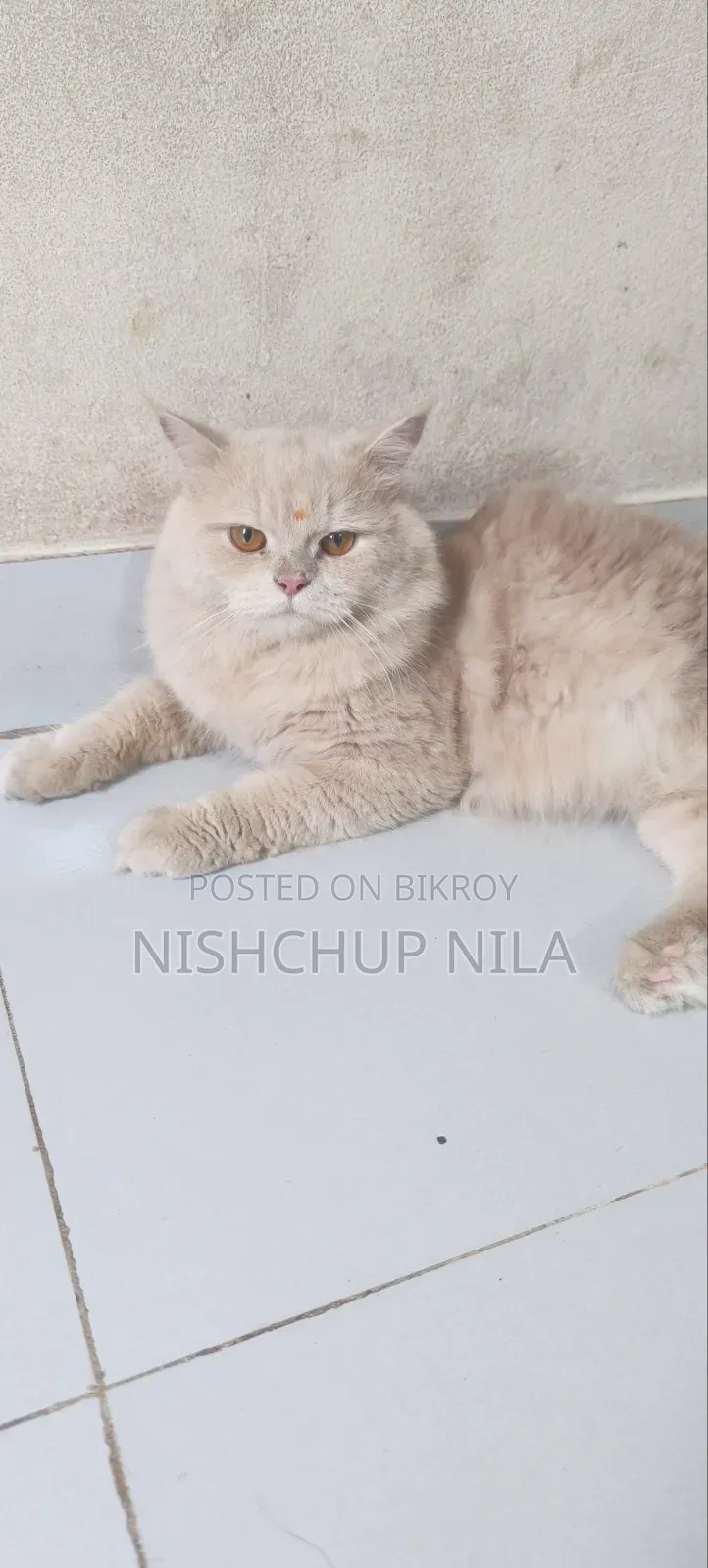 1+ Year Male Purebred Persian