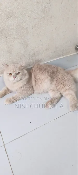 1+ Year Male Purebred Persian