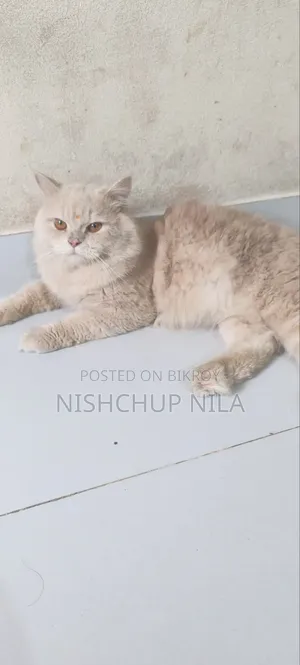 1+ Year Male Purebred Persian