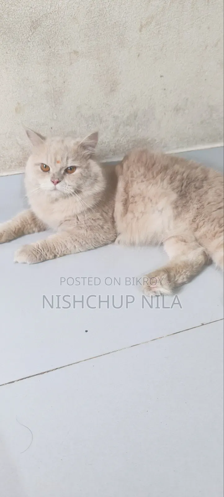 1+ Year Male Purebred Persian
