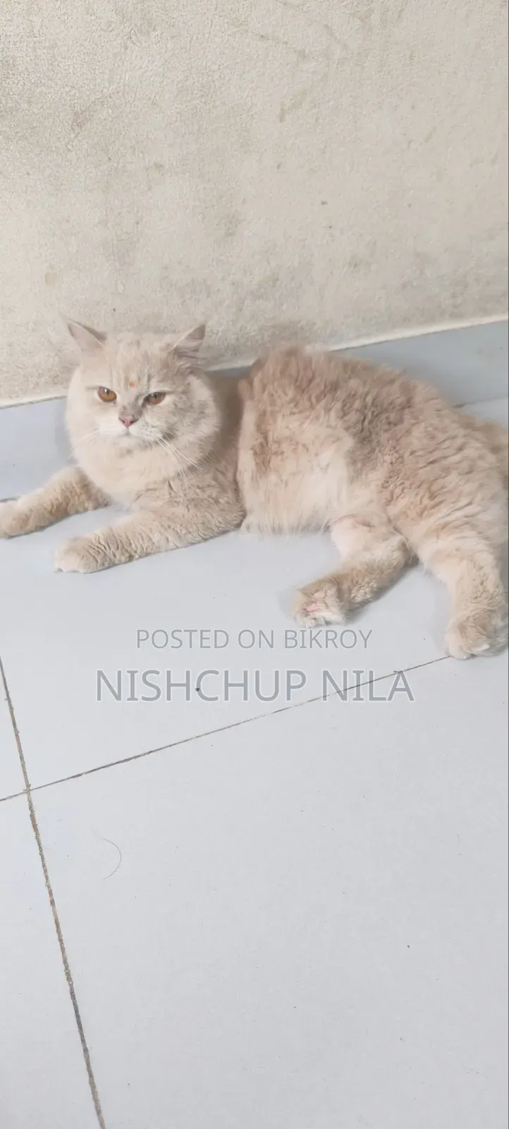 1+ Year Male Purebred Persian