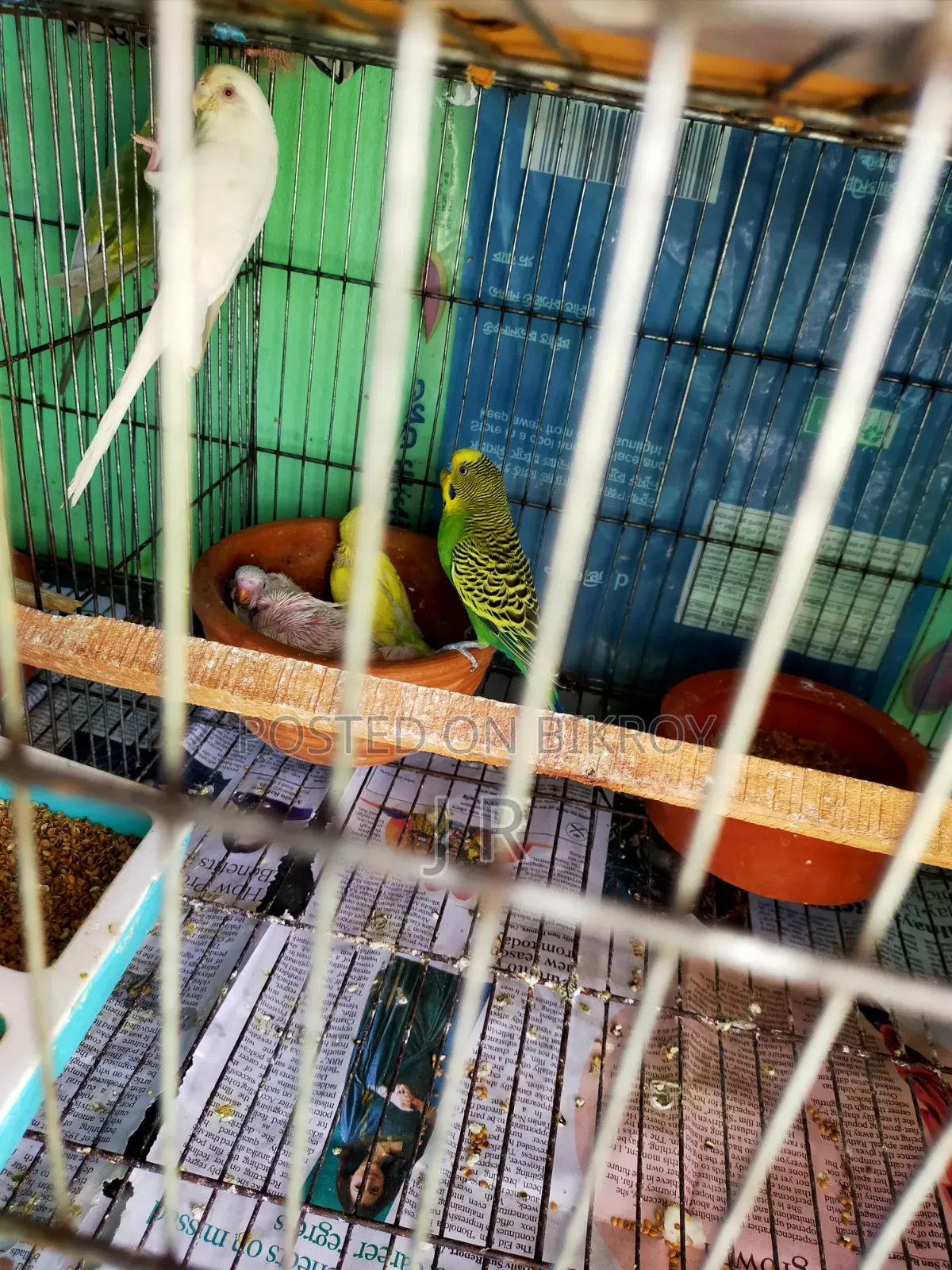 One pair with Budgerigar chicks