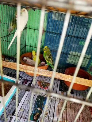 One pair with Budgerigar chicks