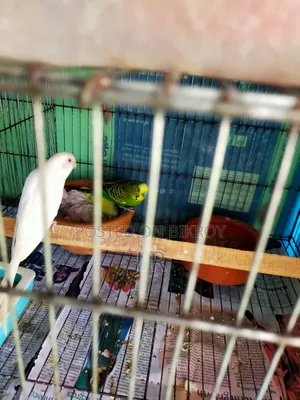 One pair with Budgerigar chicks