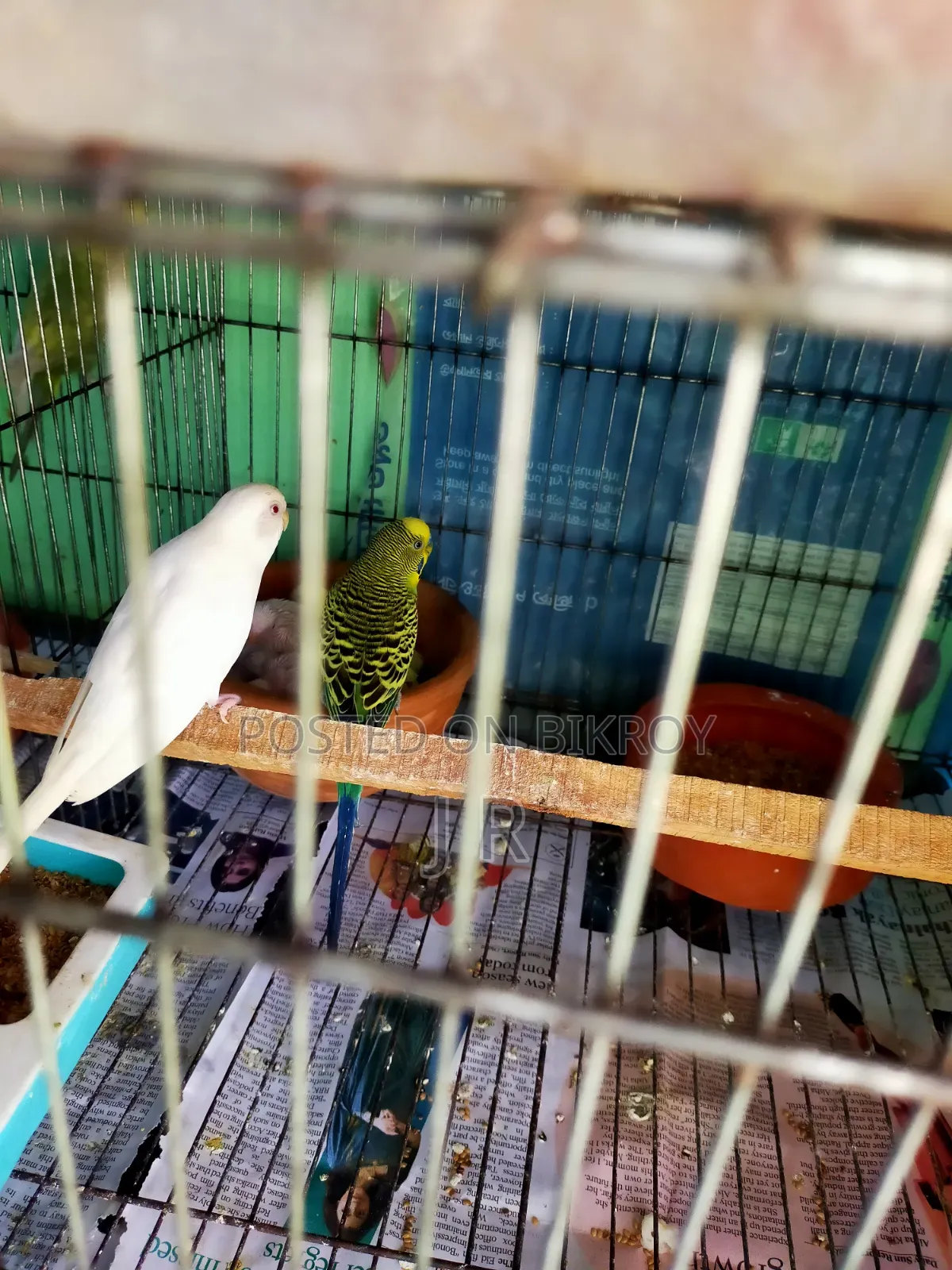 One pair with Budgerigar chicks