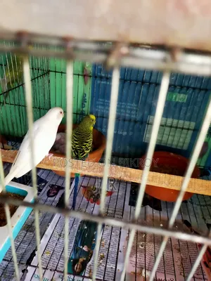 One pair with Budgerigar chicks