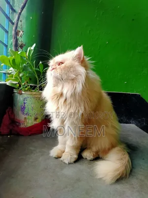 1+ Year Male Purebred Persian
