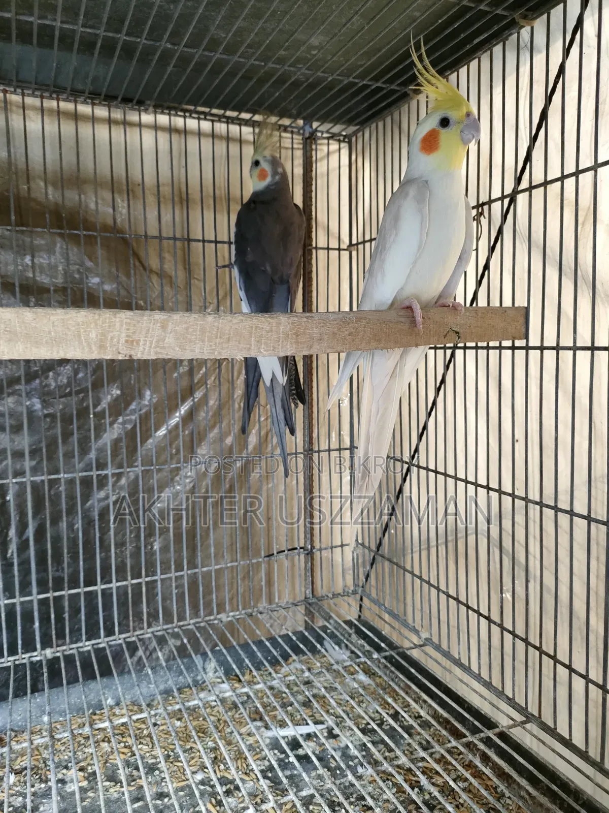 Cockatiel Bird Lutino Red Eye Male