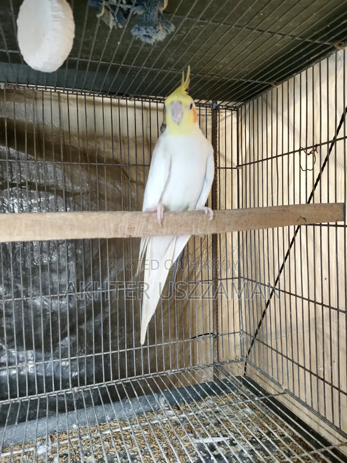 Cockatiel Bird Lutino Red Eye Male