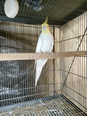 Cockatiel Bird Lutino Red Eye Male