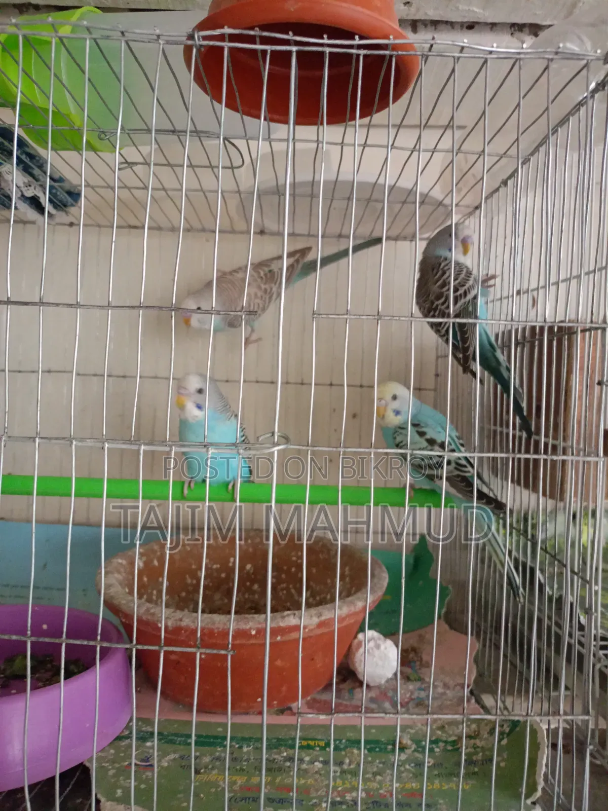 Budgerigar Bird