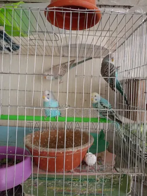 Budgerigar Bird