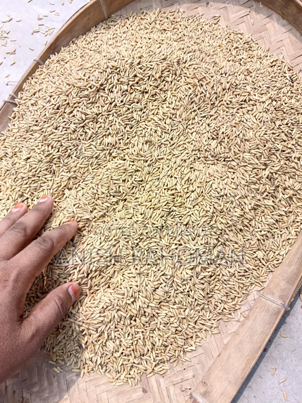Dried 29 variety paddy for sale
