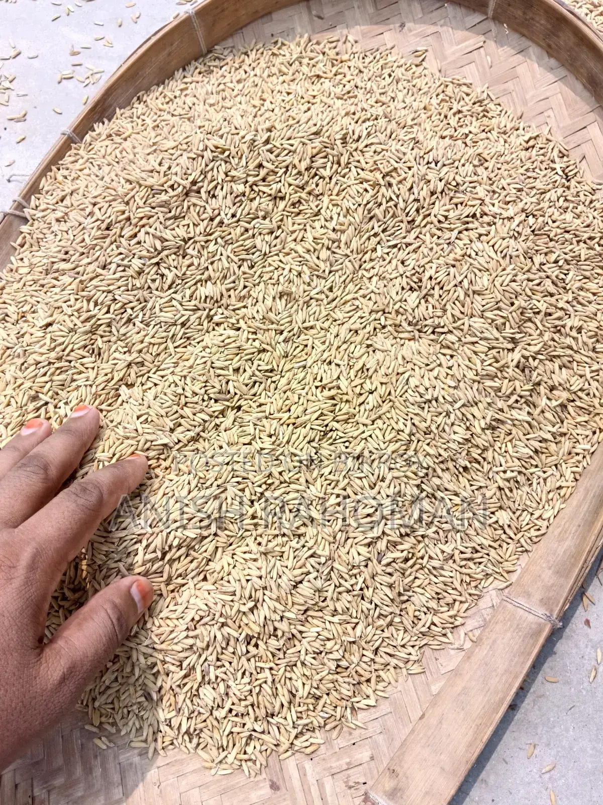 Dried 29 variety paddy for sale
