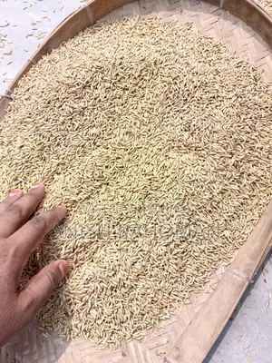Dried 29 variety paddy for sale