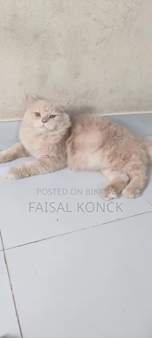1+ Year Male Purebred Persian Cat
