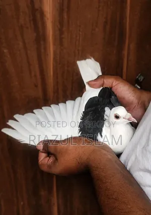 সেডেল মাদি ৭ পর