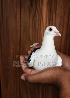 সেডেল মাদি ৭ পর