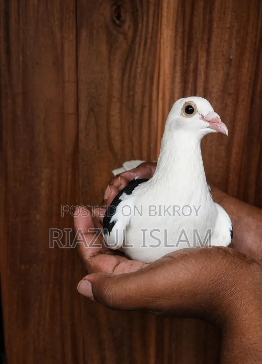 সেডেল মাদি ৭ পর