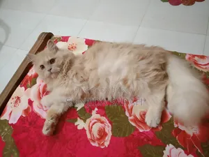 ৩-৬ মাস বয়সী পুরুষ বিশুদ্ধ পার্সিয়ান বিড়াল