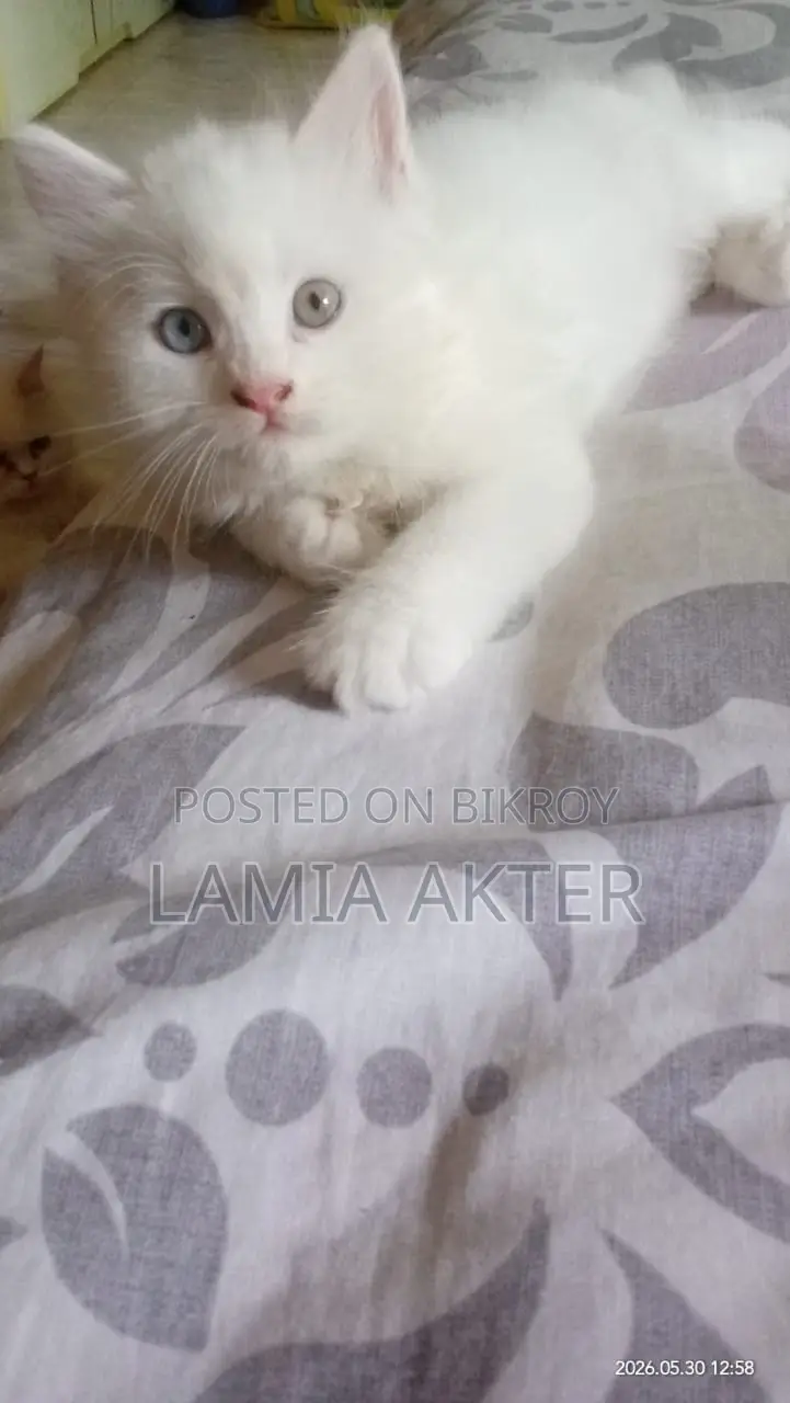 1-3 Months Female Purebred Persian