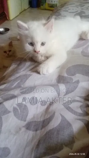 1-3 Months Female Purebred Persian
