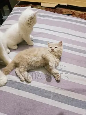 1-3 Months Female Purebred Persian