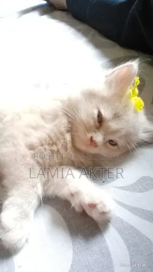 1-3 Months Female Purebred Persian
