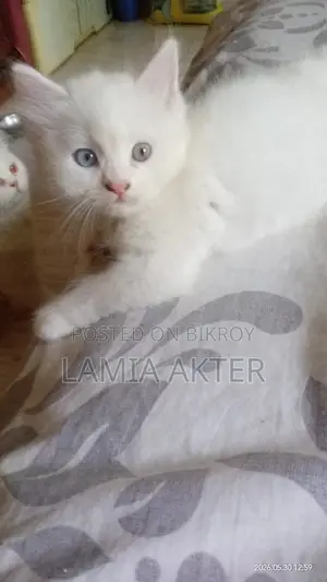 1-3 Months Female Purebred Persian