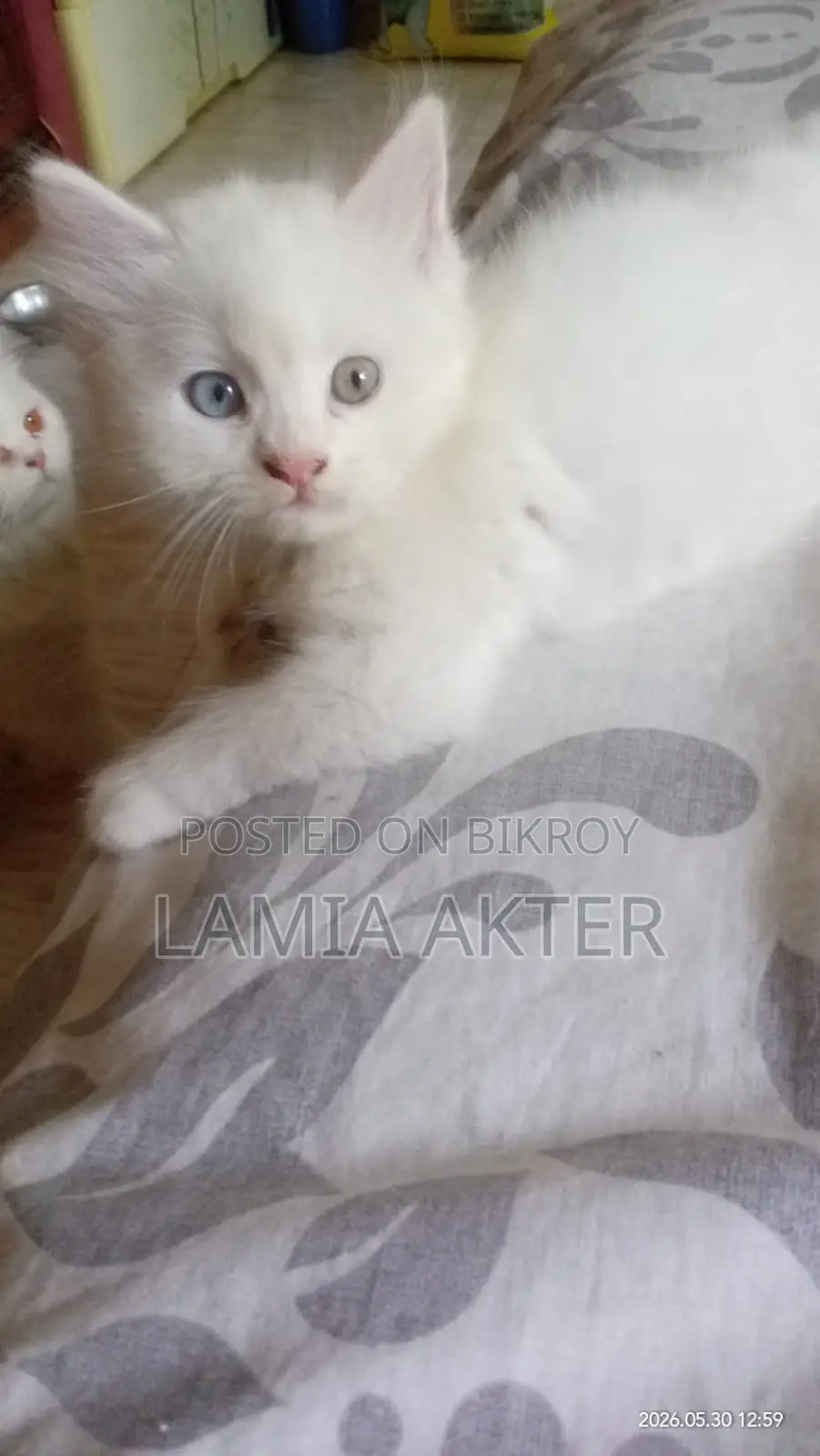 1-3 Months Female Purebred Persian