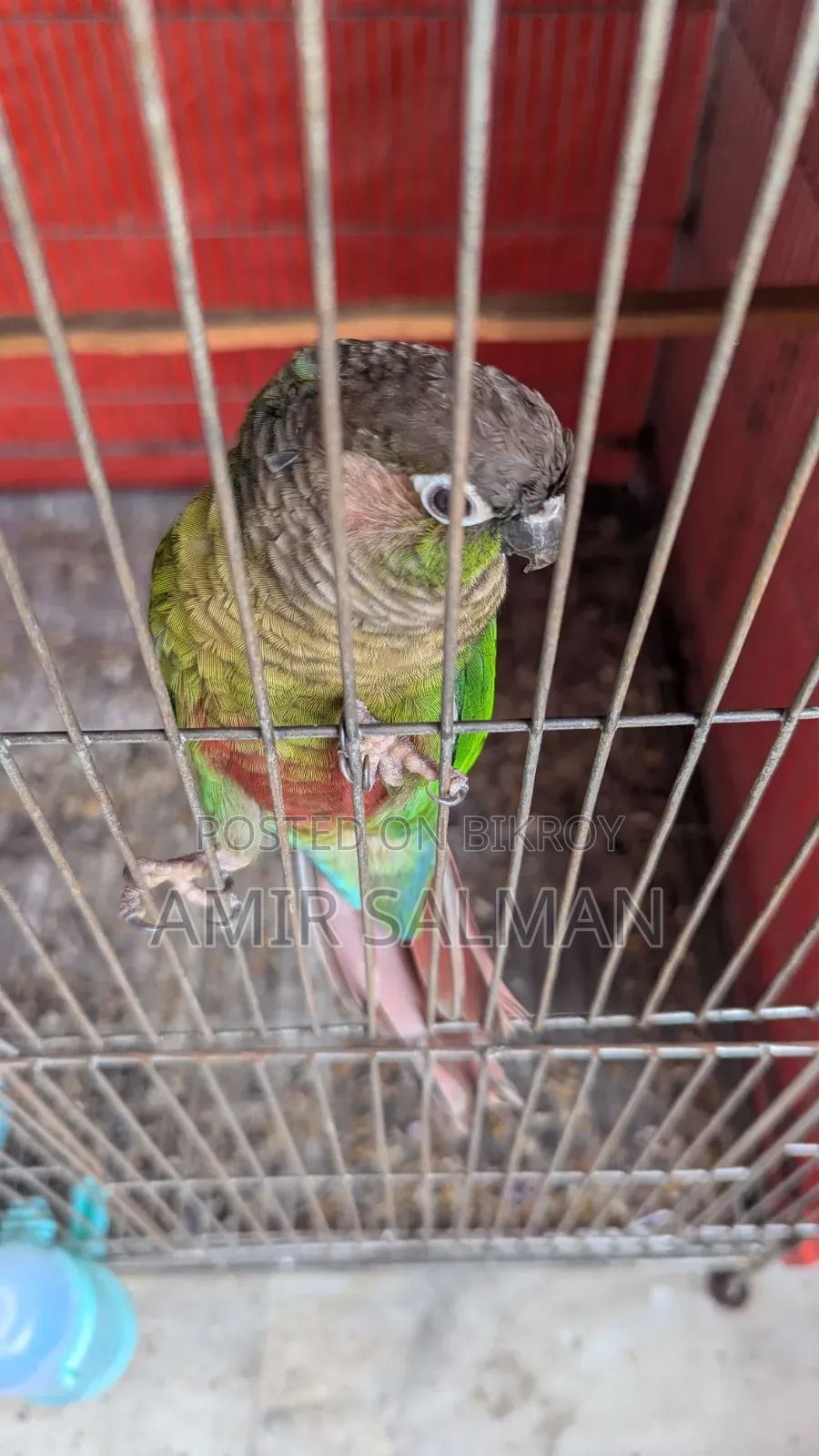 Conure Bird