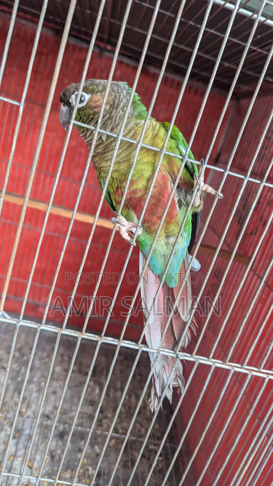 Conure Bird