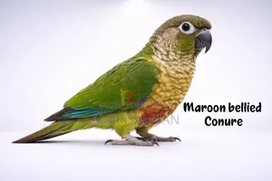 Conure Bird