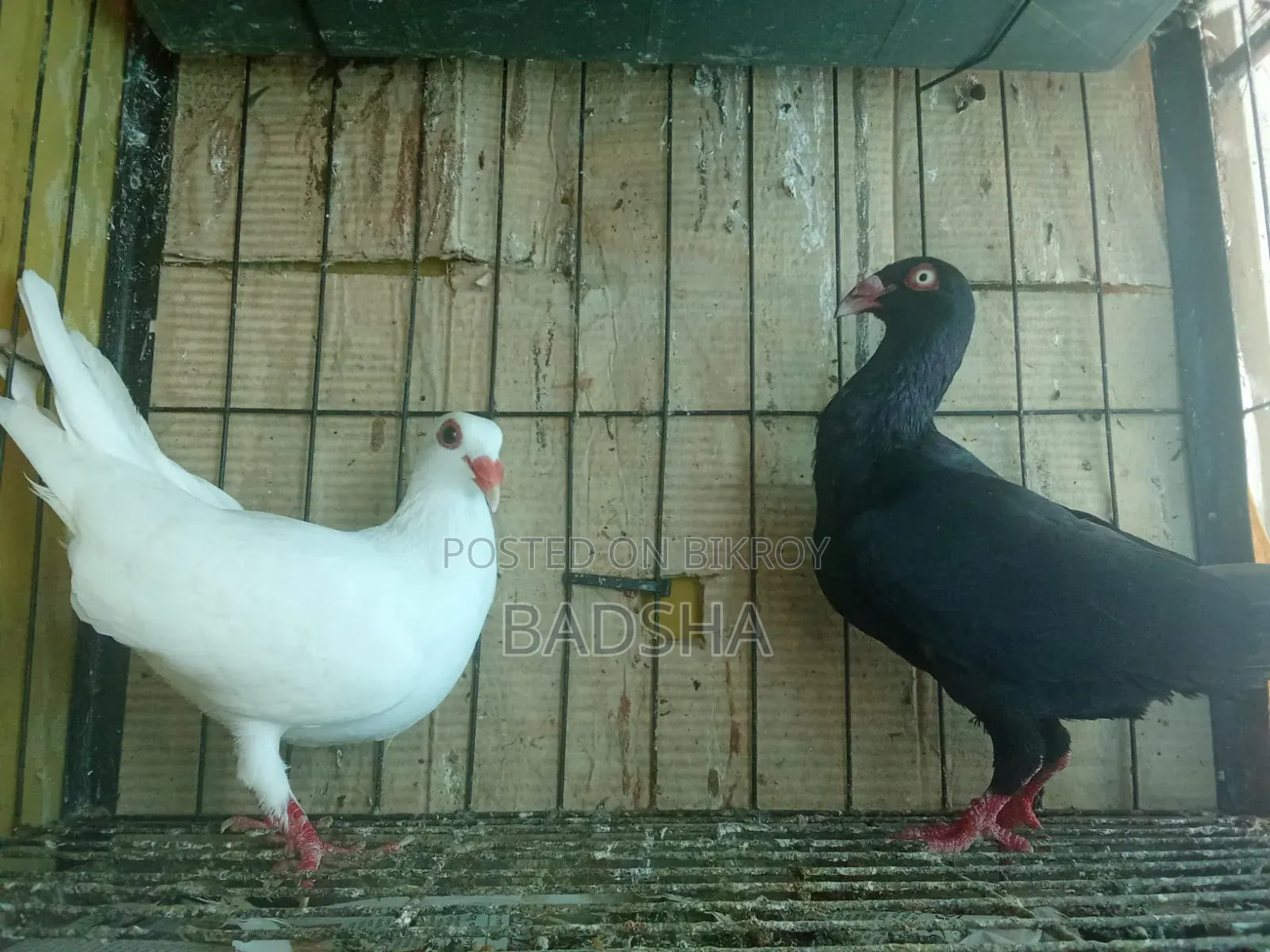 Danish Huma Running Pair