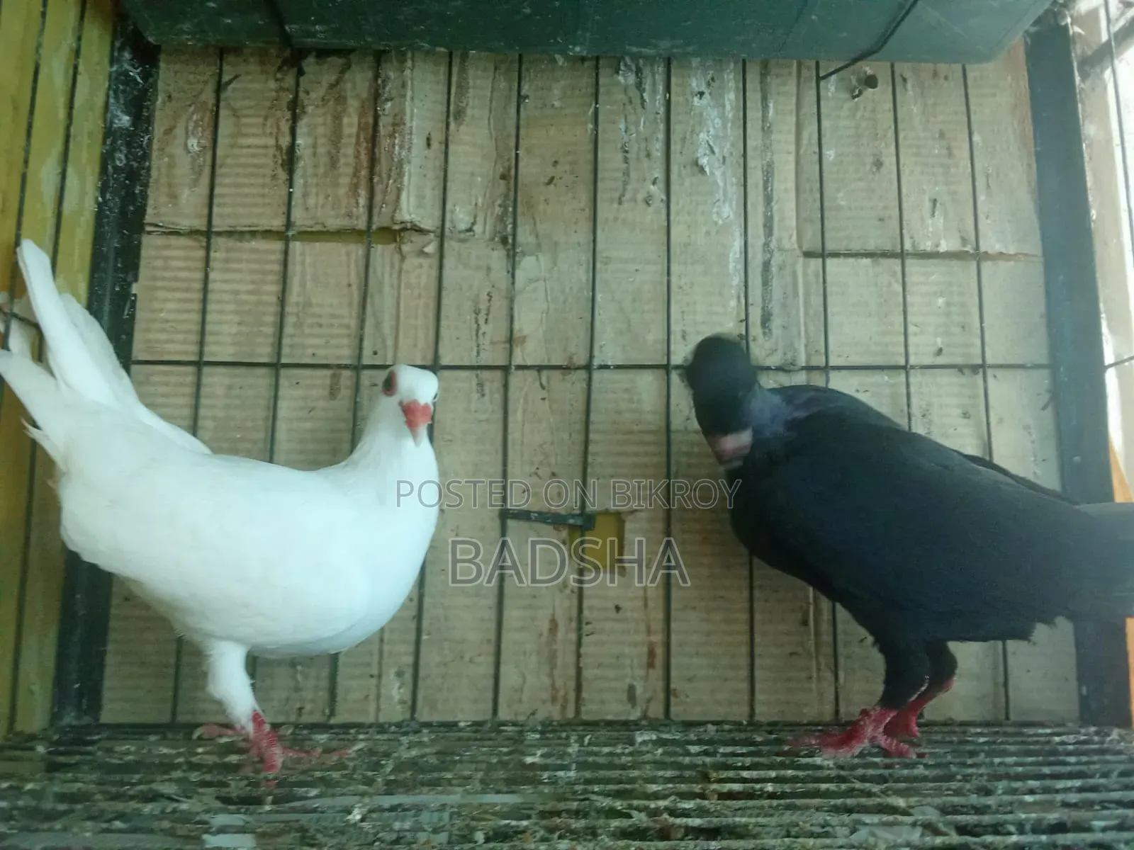 Danish Huma Running Pair