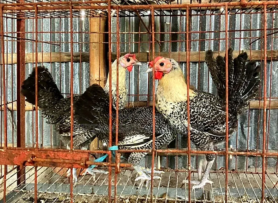 Egyptian Fayoumi Running Chicken for Sale