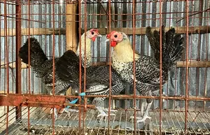 Egyptian Fayoumi Running Chicken for Sale