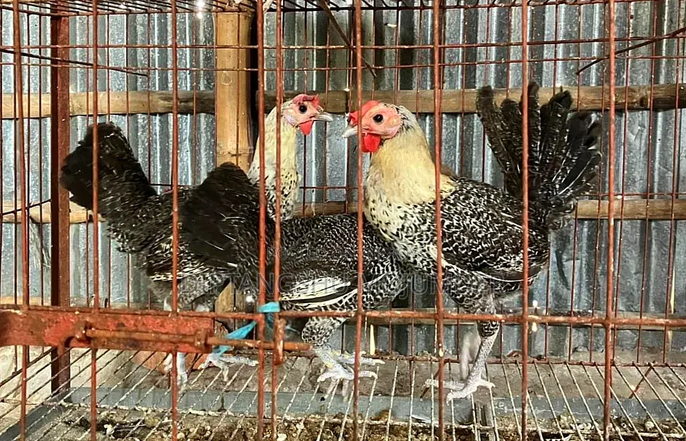 Egyptian Fayoumi Running Chicken for Sale
